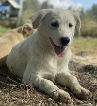 GWENDOLYN, Hund, Mischlingshund in Griechenland - Bild 26
