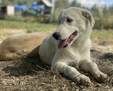 GWENDOLYN, Hund, Mischlingshund in Griechenland - Bild 27