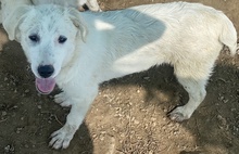 GWENDOLYN, Hund, Mischlingshund in Griechenland - Bild 28