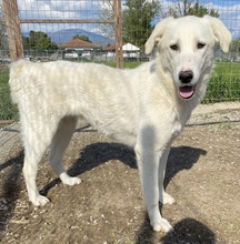 GWENDOLYN, Hund, Mischlingshund in Griechenland - Bild 3