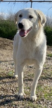 GWENDOLYN, Hund, Mischlingshund in Griechenland - Bild 6