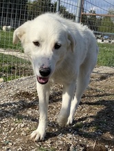 GWENDOLYN, Hund, Mischlingshund in Griechenland - Bild 7