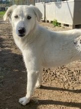 GWENDOLYN, Hund, Mischlingshund in Griechenland - Bild 9