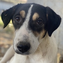 FANNY, Hund, Mischlingshund in Griechenland - Bild 1