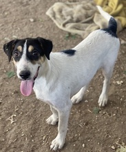 FANNY, Hund, Mischlingshund in Griechenland - Bild 10