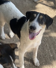 FANNY, Hund, Mischlingshund in Griechenland - Bild 12