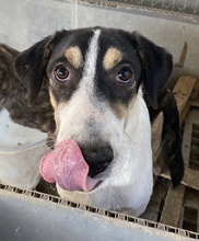 FANNY, Hund, Mischlingshund in Griechenland - Bild 15