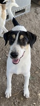 FANNY, Hund, Mischlingshund in Griechenland - Bild 17