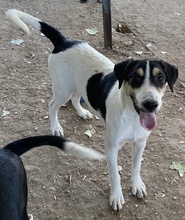 FANNY, Hund, Mischlingshund in Griechenland - Bild 18