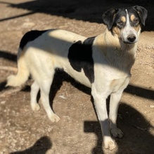 FANNY, Hund, Mischlingshund in Griechenland - Bild 22