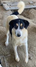 FANNY, Hund, Mischlingshund in Griechenland - Bild 23