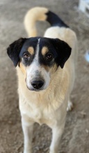 FANNY, Hund, Mischlingshund in Griechenland - Bild 24
