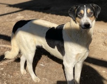 FANNY, Hund, Mischlingshund in Griechenland - Bild 26