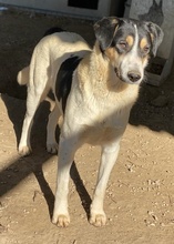 FANNY, Hund, Mischlingshund in Griechenland - Bild 28