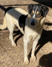 FANNY, Hund, Mischlingshund in Griechenland - Bild 29