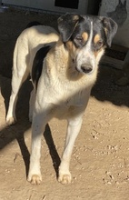 FANNY, Hund, Mischlingshund in Griechenland - Bild 31
