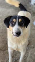 FANNY, Hund, Mischlingshund in Griechenland - Bild 32