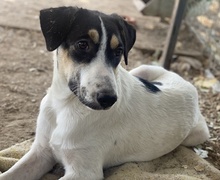 FANNY, Hund, Mischlingshund in Griechenland - Bild 4
