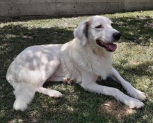MELISSA, Hund, Mischlingshund in Griechenland - Bild 1