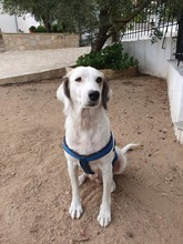 MELISSA, Hund, Mischlingshund in Griechenland - Bild 3
