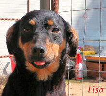 LISA, Hund, Mischlingshund in Italien - Bild 1