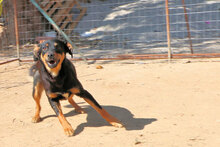 LISA, Hund, Mischlingshund in Italien - Bild 10
