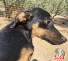 LISA, Hund, Mischlingshund in Italien - Bild 11