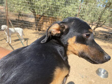 LISA, Hund, Mischlingshund in Italien - Bild 12