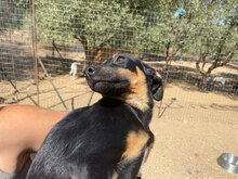 LISA, Hund, Mischlingshund in Italien - Bild 13