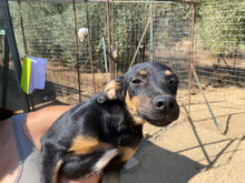LISA, Hund, Mischlingshund in Italien - Bild 14