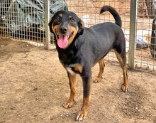 LISA, Hund, Mischlingshund in Italien - Bild 6