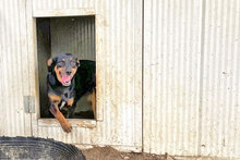 LISA, Hund, Mischlingshund in Italien - Bild 7