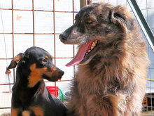 LISA, Hund, Mischlingshund in Italien - Bild 8