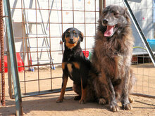 LISA, Hund, Mischlingshund in Italien - Bild 9