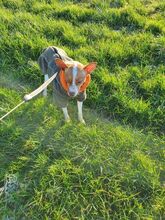 LISBETH, Hund, Mischlingshund in Borsfleth - Bild 5