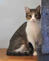 MARLEE, Katze, Europäisch Kurzhaar in Röttenbach