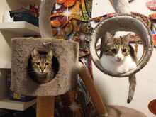 MARLEE, Katze, Europäisch Kurzhaar in Röttenbach - Bild 10