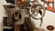MARLEE, Katze, Europäisch Kurzhaar in Röttenbach - Bild 11