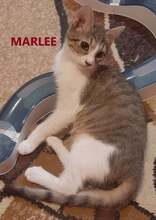 MARLEE, Katze, Europäisch Kurzhaar in Röttenbach - Bild 3