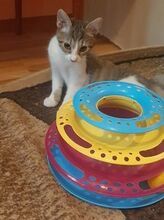 MARLEE, Katze, Europäisch Kurzhaar in Röttenbach - Bild 4