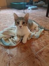 MARLEE, Katze, Europäisch Kurzhaar in Röttenbach - Bild 5