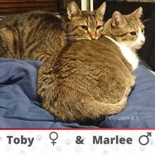 MARLEE, Katze, Europäisch Kurzhaar in Röttenbach - Bild 6