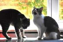 MARLEE, Katze, Europäisch Kurzhaar in Röttenbach - Bild 7