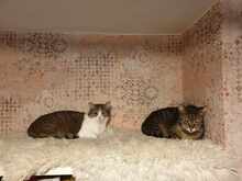MARLEE, Katze, Europäisch Kurzhaar in Röttenbach - Bild 8