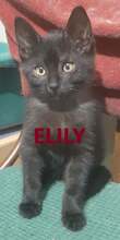 ELILY, Katze, Bombay Cat-Mix in Bulgarien - Bild 1