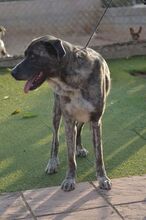 TONO, Hund, Mischlingshund in Spanien - Bild 3