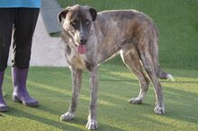 TONO, Hund, Mischlingshund in Spanien - Bild 5