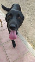 CURRA, Hund, Labrador Retriever in Spanien - Bild 2