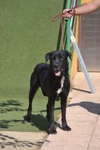 CURRA, Hund, Labrador Retriever in Spanien - Bild 5