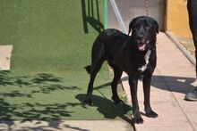 CURRA, Hund, Labrador Retriever in Spanien - Bild 6